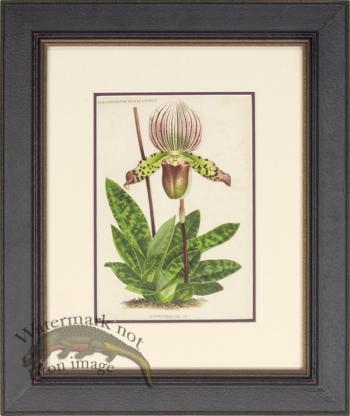 Linden Botanical PF 02